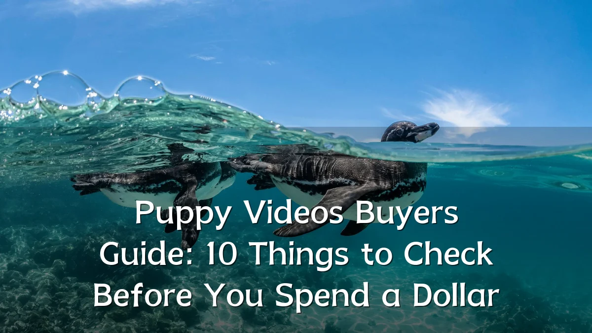 Puppy Videos Buyers Guide: 10 Things to Check Before You Spend a Dollar