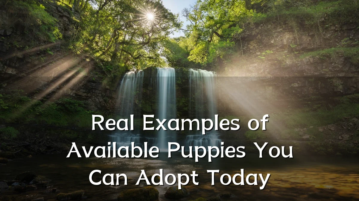 Real Examples of Available Puppies You Can Adopt Today