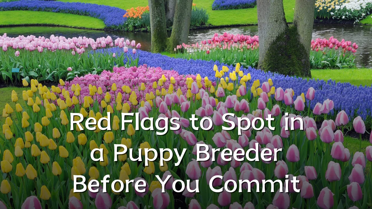 Red Flags to Spot in a Puppy Breeder Before You Commit