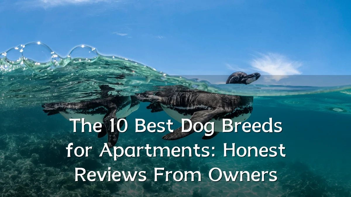 The 10 Best Dog Breeds for Apartments: Honest Reviews From Owners
