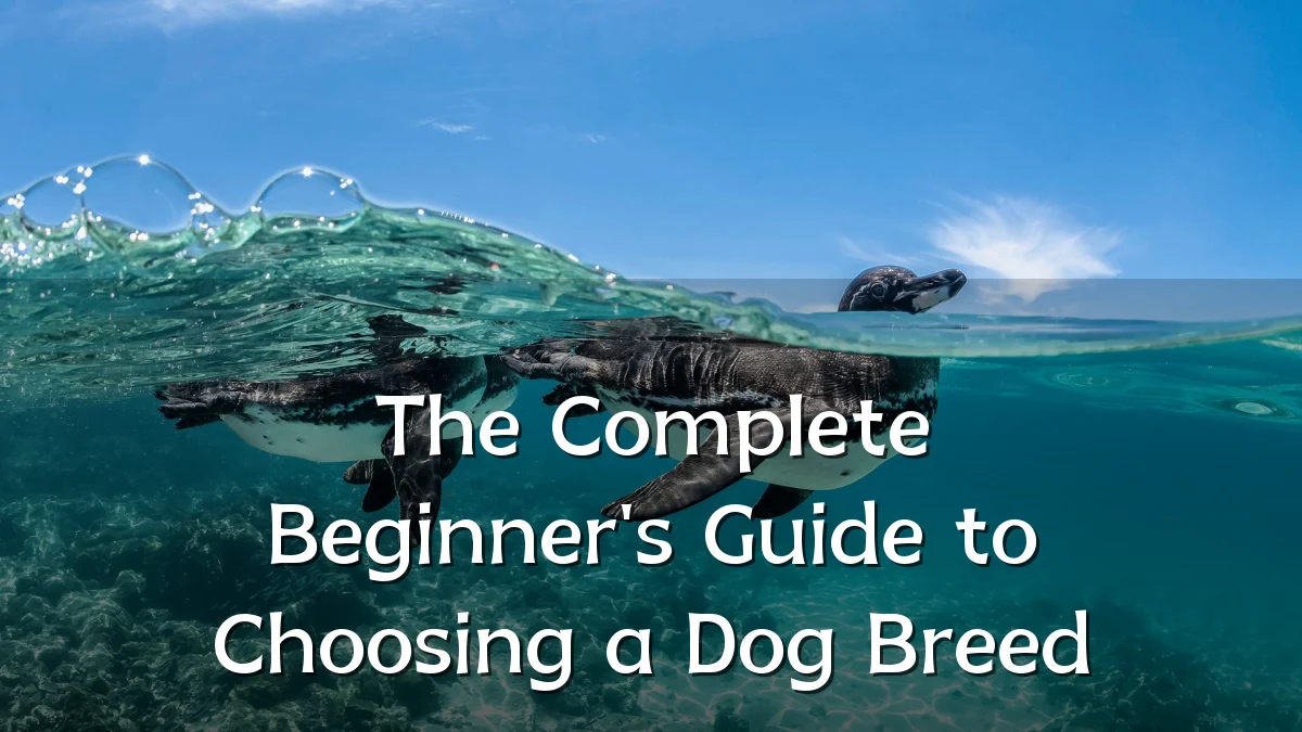 The Complete Beginner's Guide to Choosing a Dog Breed