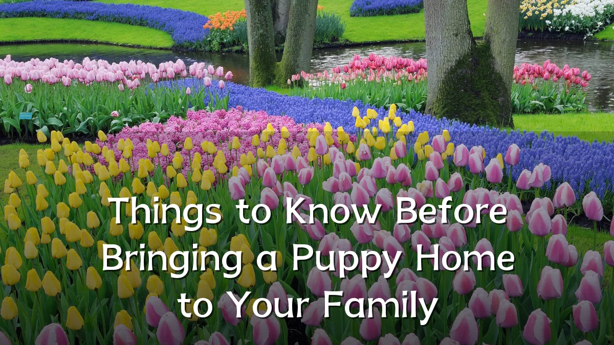 Things to Know Before Bringing a Puppy Home to Your Family