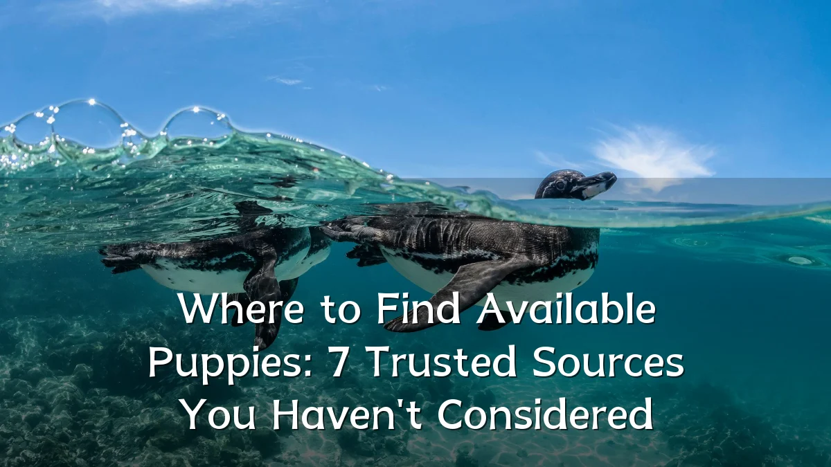 Where to Find Available Puppies: 7 Trusted Sources You Haven't Considered