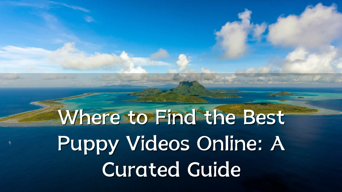 Where to Find the Best Puppy Videos Online: A Curated Guide