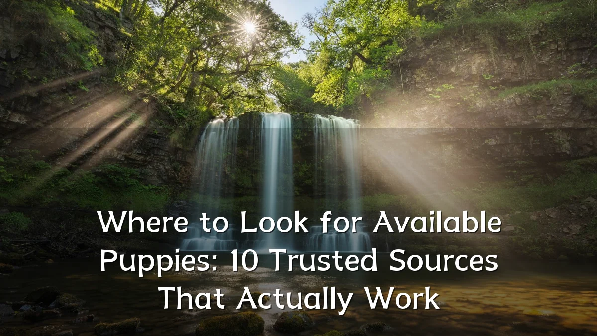 Where to Look for Available Puppies: 10 Trusted Sources That Actually Work