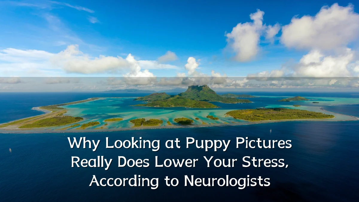 Why Looking at Puppy Pictures Really Does Lower Your Stress, According to Neurologists