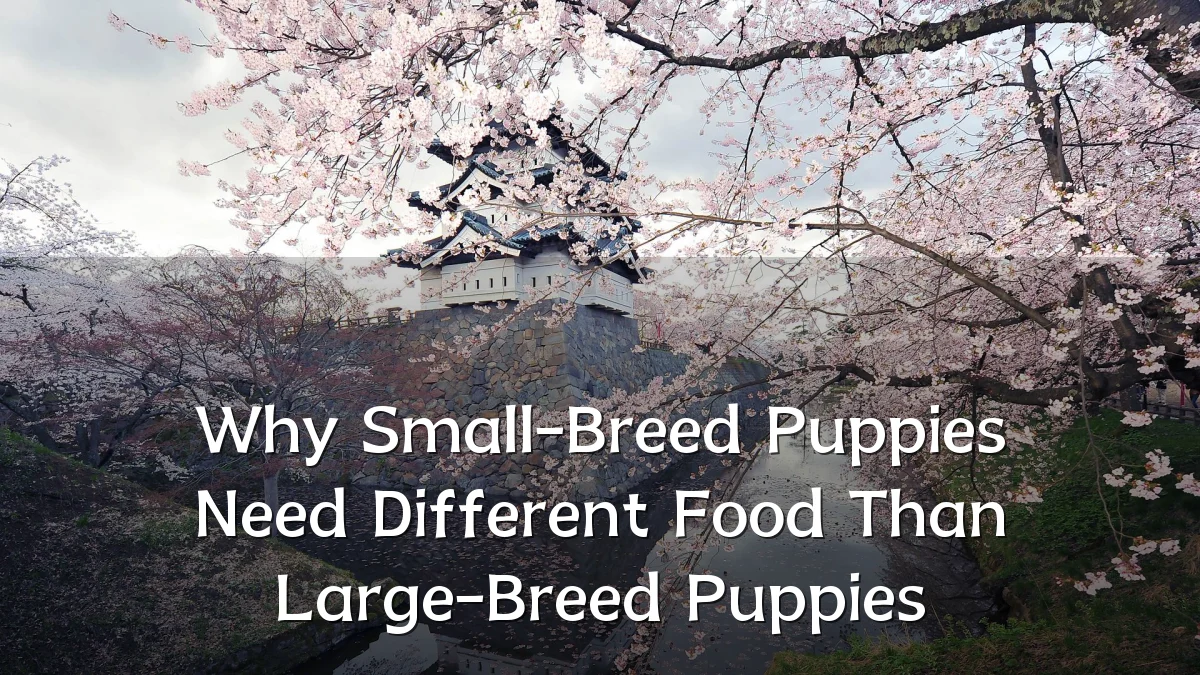 Why Small-Breed Puppies Need Different Food Than Large-Breed Puppies