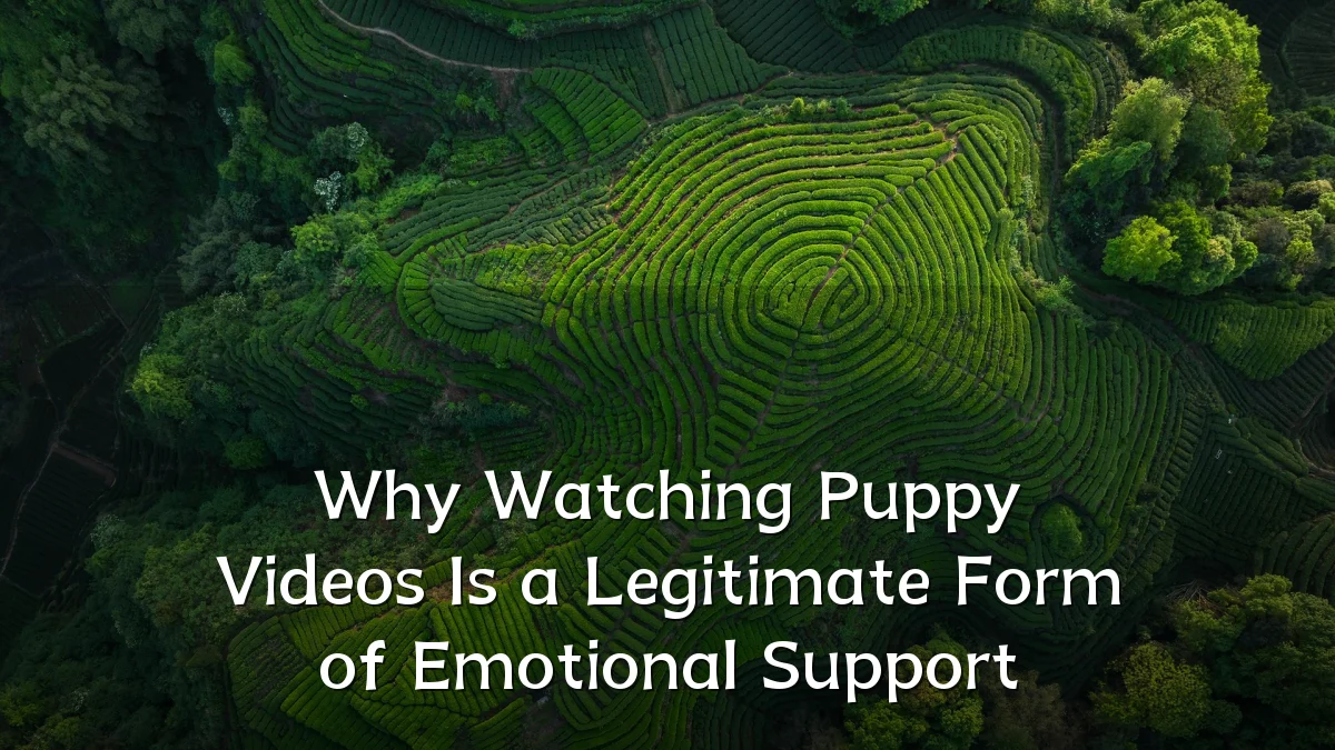 Why Watching Puppy Videos Is a Legitimate Form of Emotional Support