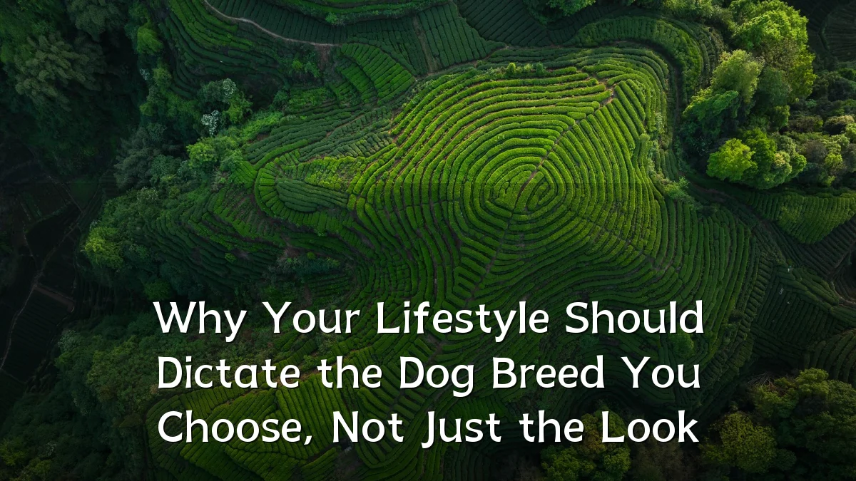 Why Your Lifestyle Should Dictate the Dog Breed You Choose, Not Just the Look